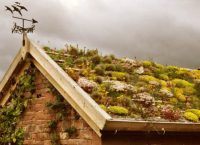 Активное озеленение крыш улучшает экологическую обстановку