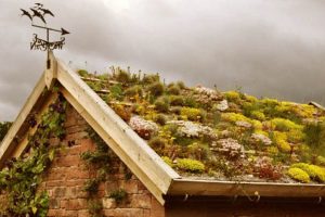Активное озеленение крыш улучшает экологическую обстановку